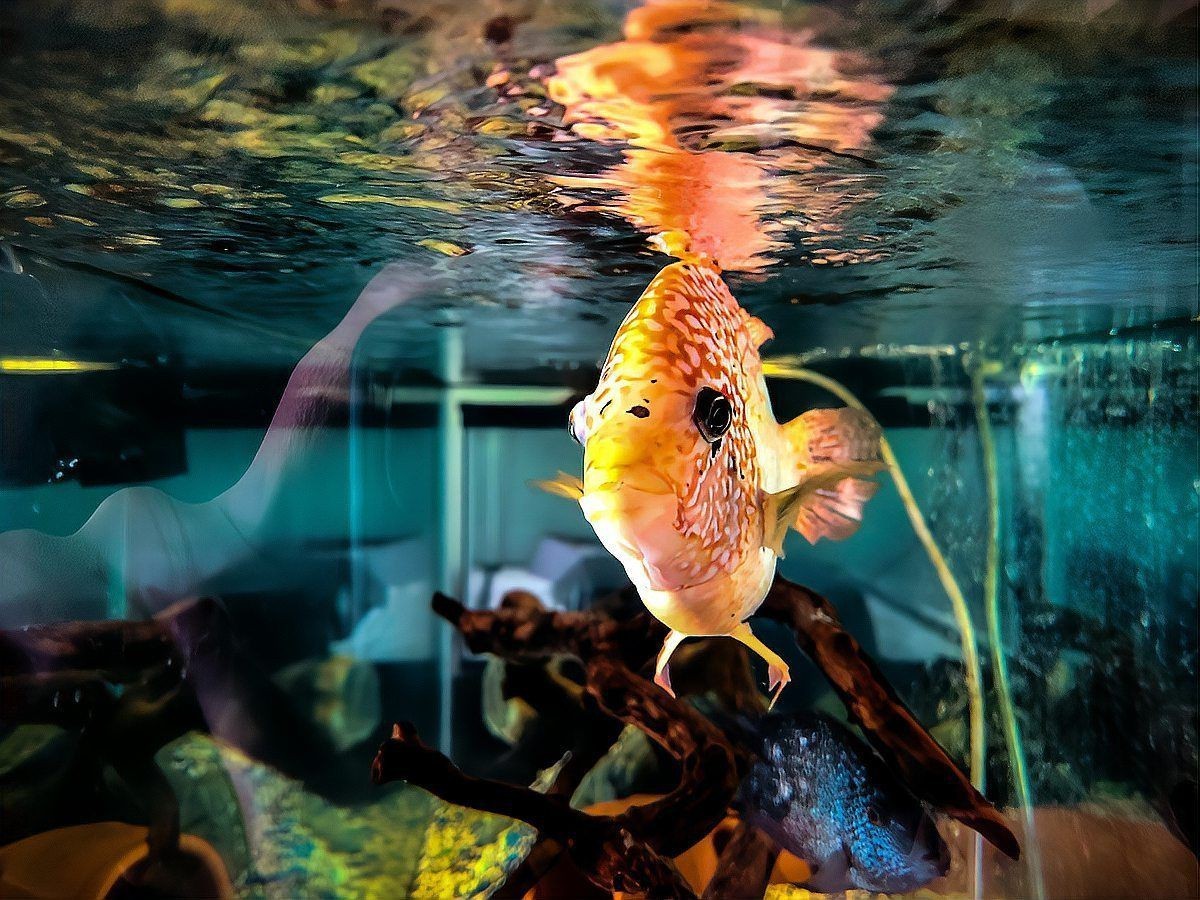 三亞魚缸定做，三亞大型亞克力魚缸定做