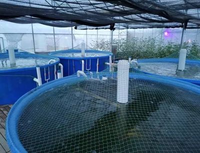 金龍魚飼養密度優化：金龍魚的飼養密度優化