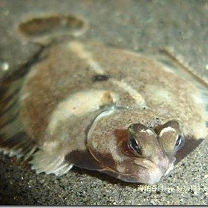 皇帝魚屬于什么魚，皇帝魚有哪些常見的品種