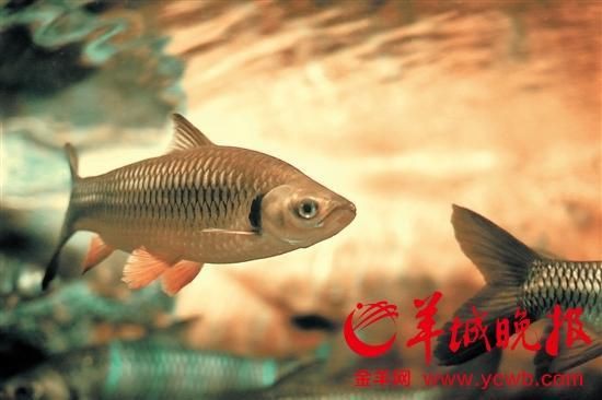 皇帝魚屬于什么魚，皇帝魚有哪些常見的品種