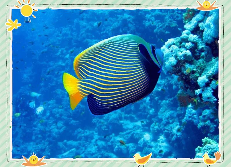 皇帝魚屬于什么魚，皇帝魚有哪些常見的品種