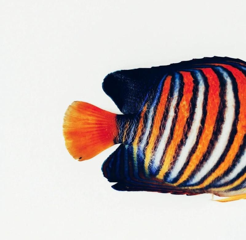 皇帝魚屬于什么魚，皇帝魚有哪些常見的品種
