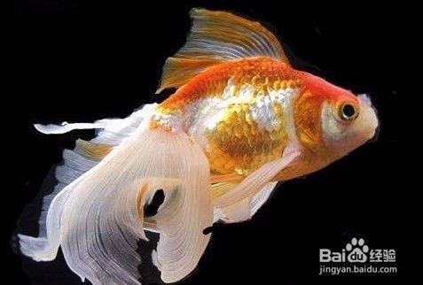 觀賞魚(yú)龍魚(yú)能吃嗎有毒嗎 觀賞魚(yú)龍魚(yú)能吃嗎有毒嗎 龍魚(yú)百科 第3張