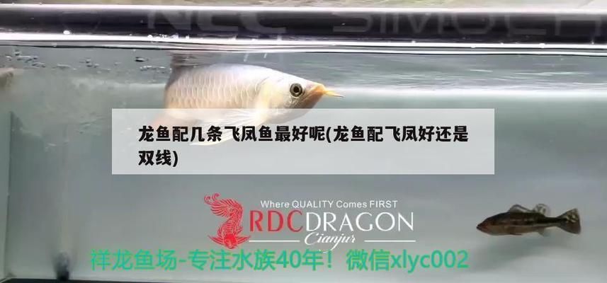 紅龍魚用什么燈發(fā)色好講解視頻教程：專門講解紅龍魚用什么燈發(fā)色好的視頻教程