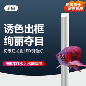 紅龍魚要用什么燈才容易誘色：紅龍魚發色期如何控制光照時間？