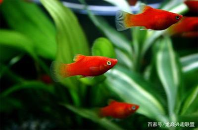 創寧水泵質量怎么樣(創寧水泵廠家是哪里生產的)