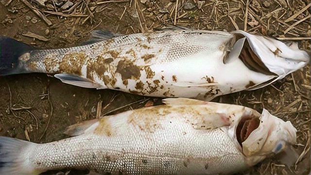 魚鰓爛了能恢復(fù)嗎，養(yǎng)魚老道爛鰓病有哪些癥狀