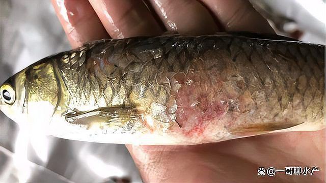 魚鰓爛了能恢復(fù)嗎，養(yǎng)魚老道爛鰓病有哪些癥狀