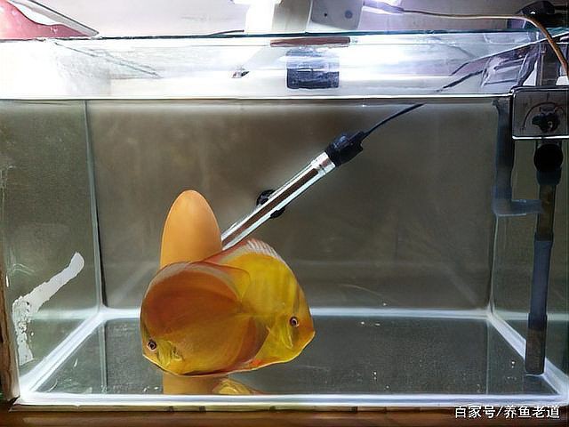 魚鰓爛了能恢復(fù)嗎，養(yǎng)魚老道爛鰓病有哪些癥狀