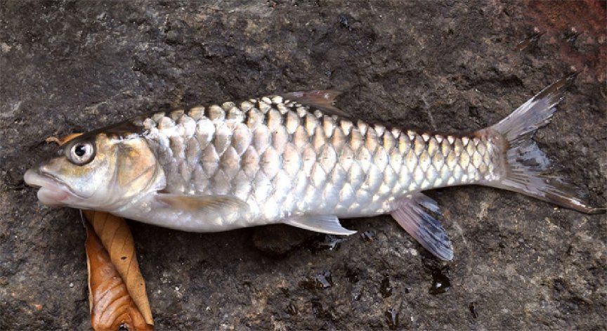 禁用忘不了魚有啥后果，《國禁用忘不了魚有啥后果沖擊