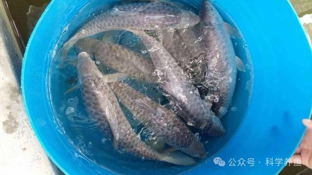 禁用忘不了魚有啥后果，《國禁用忘不了魚有啥后果沖擊
