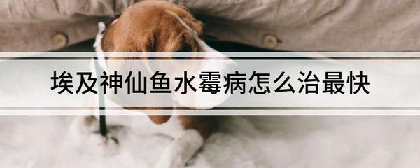 過背金龍魚一年能長(zhǎng)多大圖片（成年過背金龍魚多少公分）