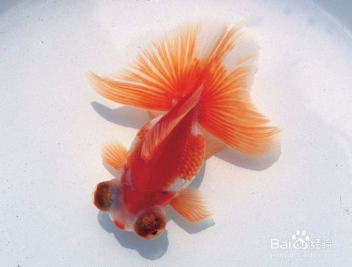 過背金龍魚一年能長多大圖片（成年過背金龍魚多少公分）