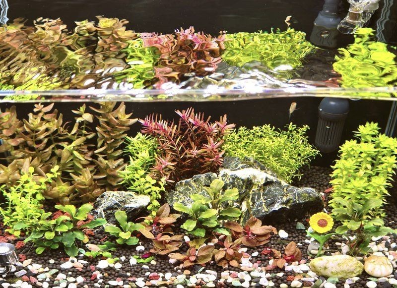 西安港務區魚缸維護，西安港務區觀賞魚缸專業維護全攻略 西安港務區魚缸維護，西安港務區觀賞魚缸專業維護全攻略 全國水族館企業名錄 第25張