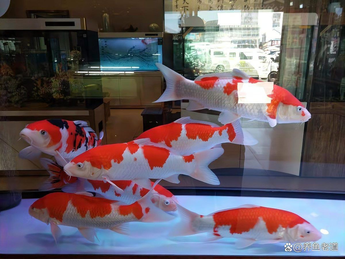西安港務區魚缸維護，西安港務區觀賞魚缸專業維護全攻略 西安港務區魚缸維護，西安港務區觀賞魚缸專業維護全攻略 全國水族館企業名錄 第15張