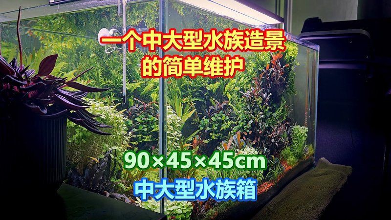 西安港務區魚缸維護，西安港務區觀賞魚缸專業維護全攻略 西安港務區魚缸維護，西安港務區觀賞魚缸專業維護全攻略 全國水族館企業名錄 第6張