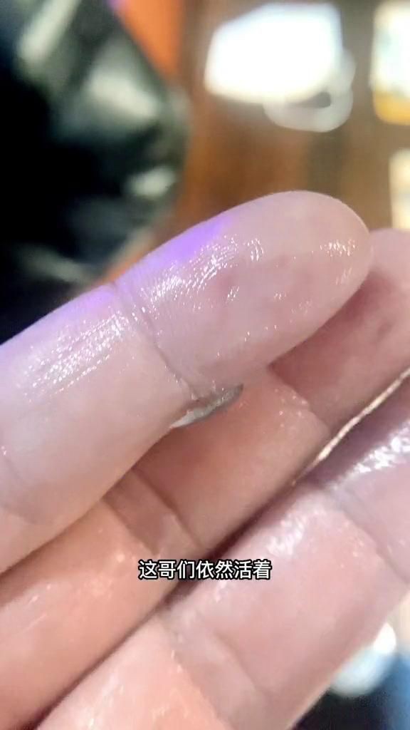 如何區分不同種類的魚虱？，養魚老道，常見魚寄生蟲基本性狀和辨別診治