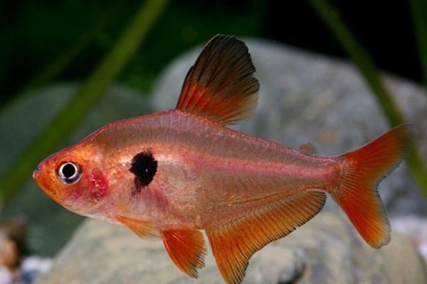 如何區分不同種類的魚虱？，養魚老道，常見魚寄生蟲基本性狀和辨別診治