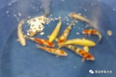 魟魚皇冠什么價格：魟魚皇冠什么價格[需手動填充][需手動填充]魚皇冠什么價格受多種因素影響