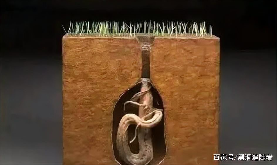 什么魚靠肺呼吸，澳洲肺魚的生存智慧