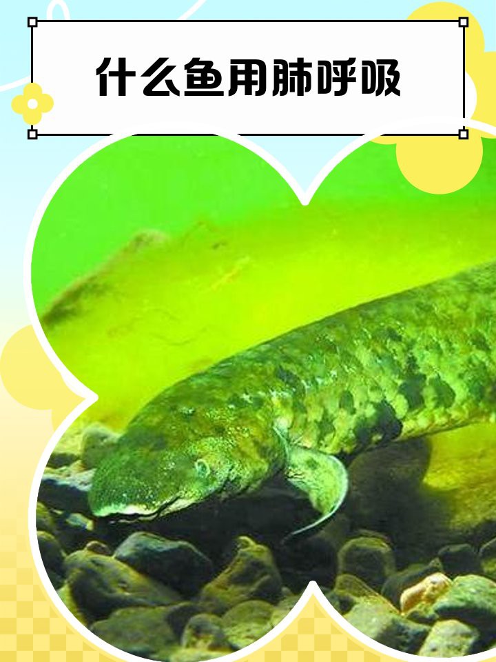 什么魚靠肺呼吸，澳洲肺魚的生存智慧