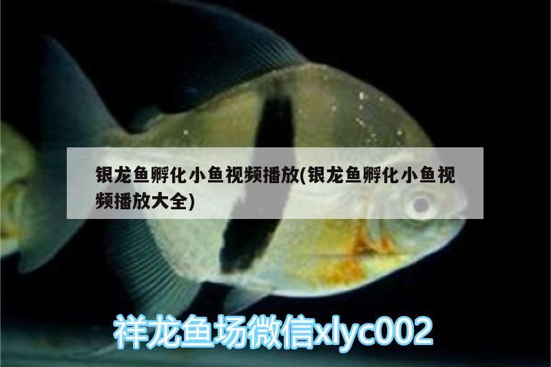 銀龍魚孵化小魚視頻播放(銀龍魚孵化小魚視頻播放大全)