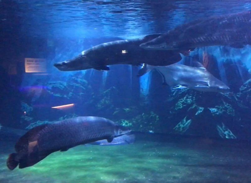 海象魚6米，巨骨舌魚（巨骨舌魚）的6米體長記錄及相關生物學特征