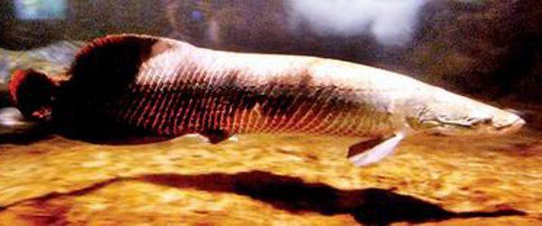 海象魚6米，巨骨舌魚（巨骨舌魚）的6米體長記錄及相關生物學特征