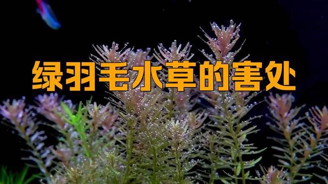 為什么養魚不建議種水草，《為什么養魚不建議種水草》魚缸養水草有這么幾個壞處