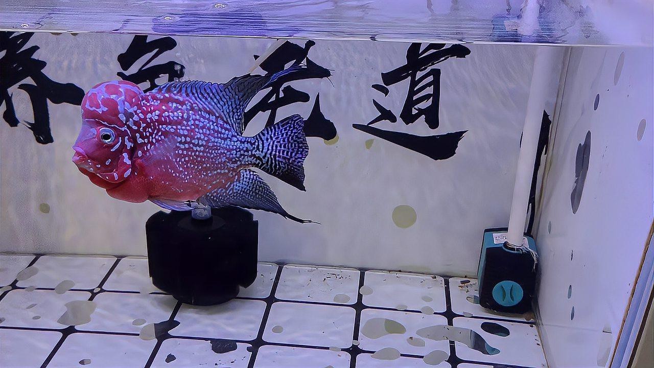 為什么養魚不建議種水草，《為什么養魚不建議種水草》魚缸養水草有這么幾個壞處