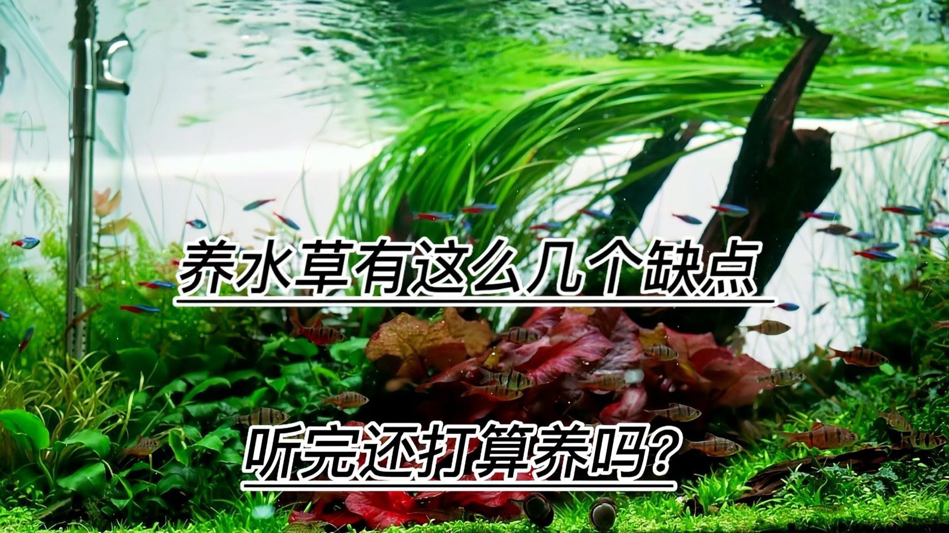 為什么養魚不建議種水草，《為什么養魚不建議種水草》魚缸養水草有這么幾個壞處