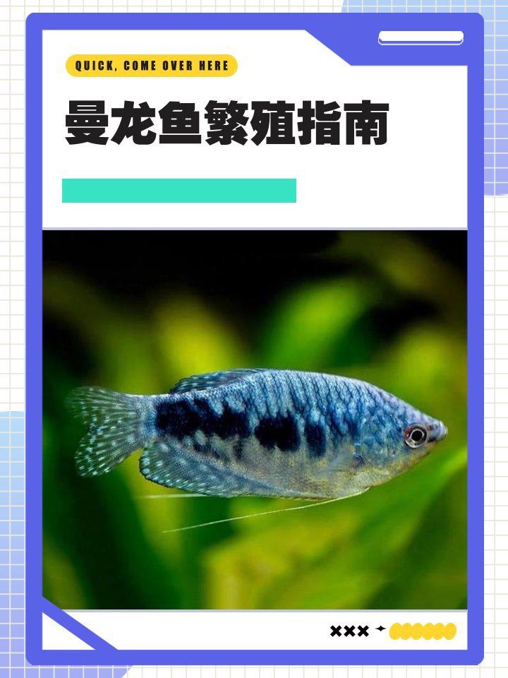 曼龍魚繁殖期有哪些行為特征？，曼龍魚的繁殖方法