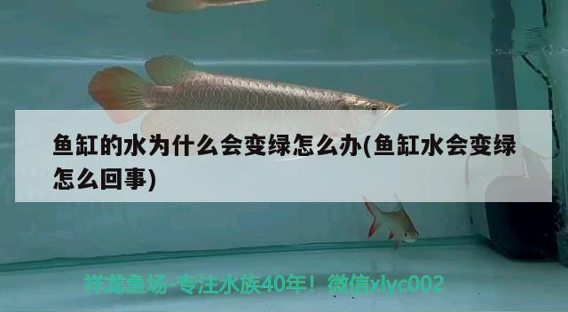 魚缸的水為什么會變綠怎么辦(魚缸水會變綠怎么回事)