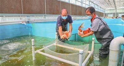 龍魚檢疫完不吃食vs祥龍魚場：龍魚檢疫后不吃食可能是由多種因素引起的