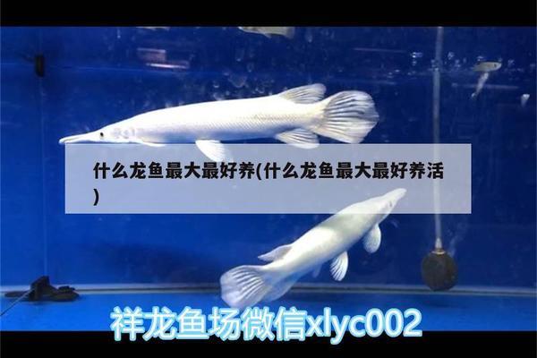 家用魚缸多大尺寸的好(家用魚缸多大尺寸合適)