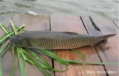 紅龍魚褪色還能紅嗎：紅龍魚褪色后能否恢復