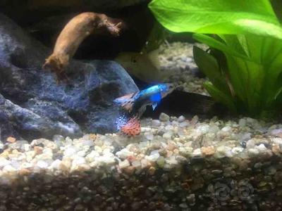 紅龍魚最長壽命多少年