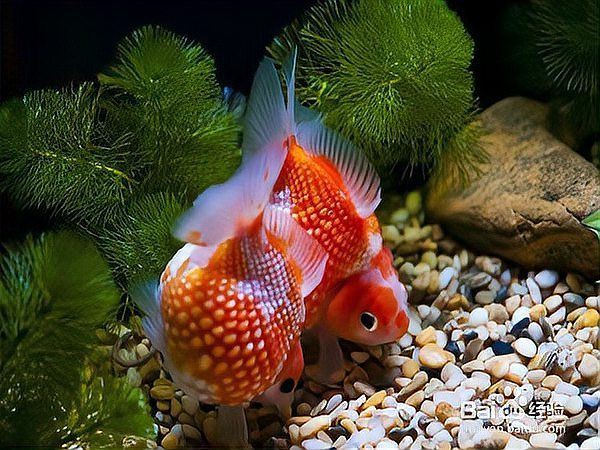 立鱗病會傳染給其他魚嗎？，小新的正能量發射站，魚豎鱗病大揭秘