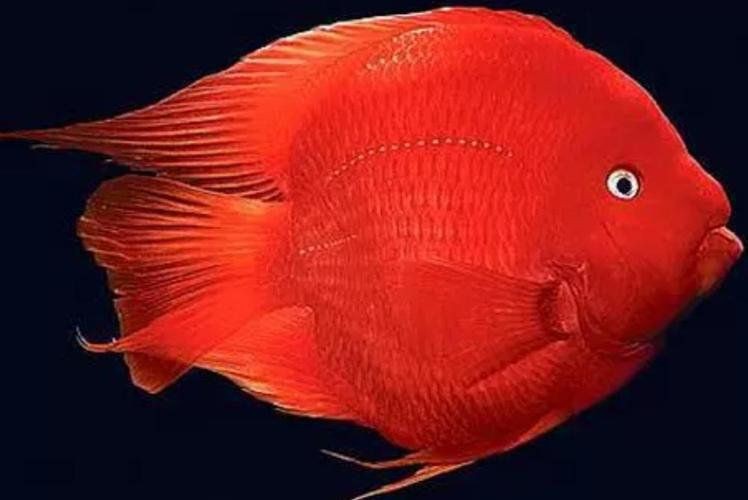 立鱗病會傳染給其他魚嗎？，小新的正能量發射站，魚豎鱗病大揭秘