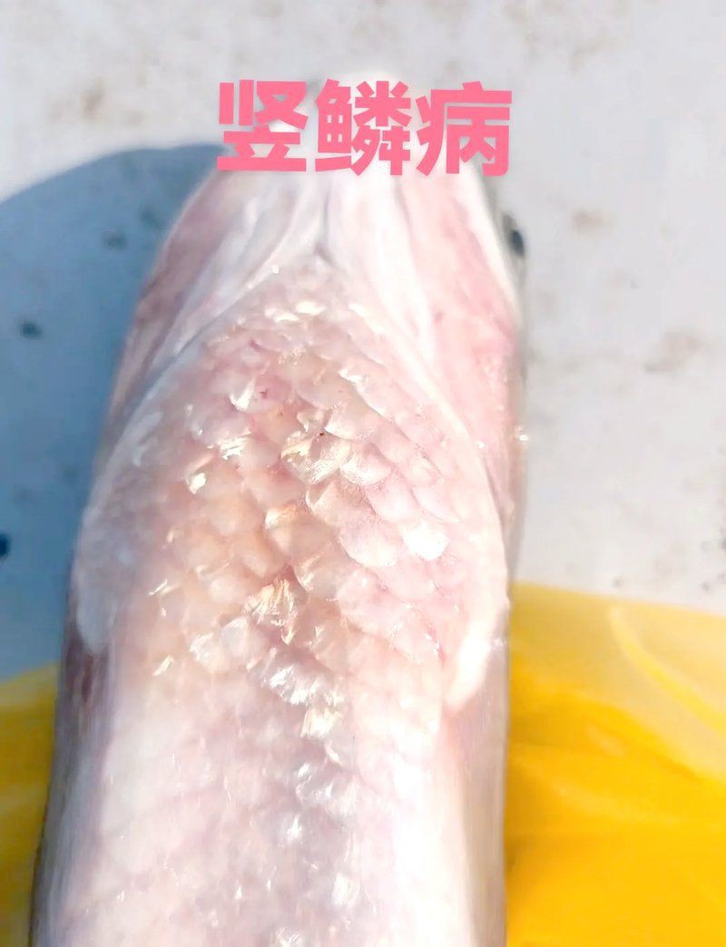 立鱗病會傳染給其他魚嗎？，小新的正能量發射站，魚豎鱗病大揭秘