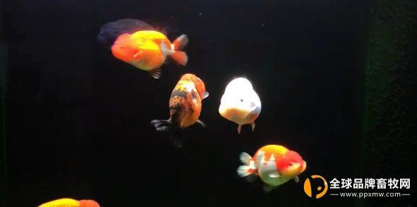 立鱗病會傳染給其他魚嗎？，小新的正能量發射站，魚豎鱗病大揭秘