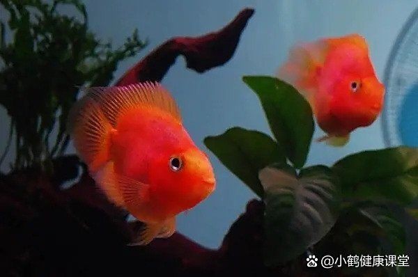 立鱗病會傳染給其他魚嗎？，小新的正能量發射站，魚豎鱗病大揭秘