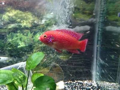 過背金龍魚圖片大全欣賞視頻教程，金頭過背金龍魚圖片大全