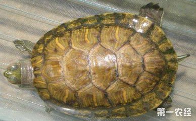 森森魚缸底座材料