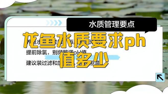 高背金龍魚的最佳飼養(yǎng)環(huán)境是什么，高背紅尾金龍魚飼養(yǎng)方法