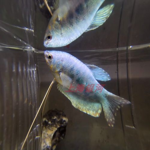 藍色的龍魚觀賞魚叫什么品種的 藍色的龍魚觀賞魚叫什么品種的 龍魚百科 第6張