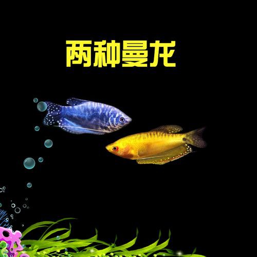 藍色的龍魚觀賞魚叫什么品種的 藍色的龍魚觀賞魚叫什么品種的 龍魚百科 第3張