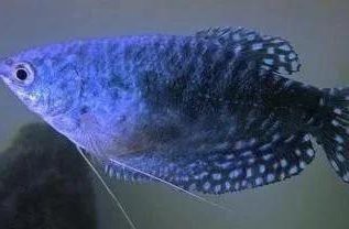 藍色的龍魚觀賞魚叫什么品種的 藍色的龍魚觀賞魚叫什么品種的 龍魚百科 第12張