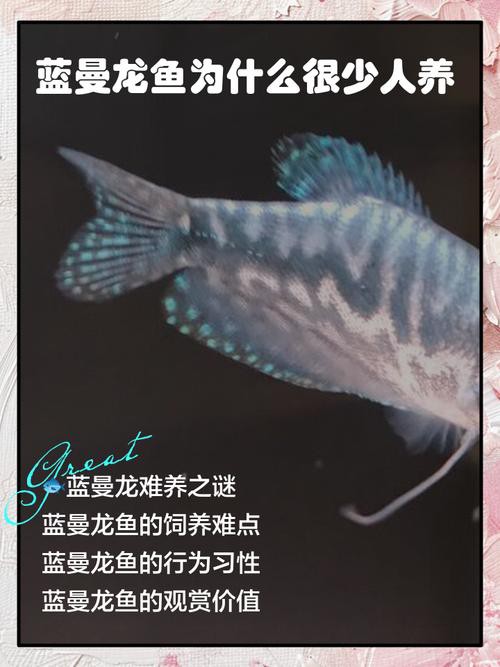 藍色的龍魚觀賞魚叫什么品種的 藍色的龍魚觀賞魚叫什么品種的 龍魚百科 第5張