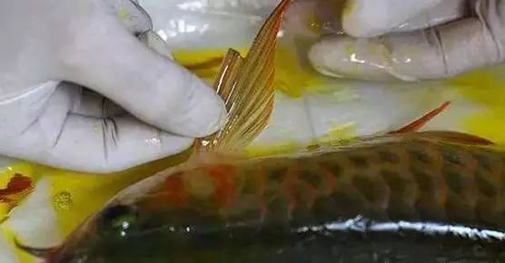 創寧水泵怎么樣值得買嗎多少錢(創寧水泵是哪個公司)